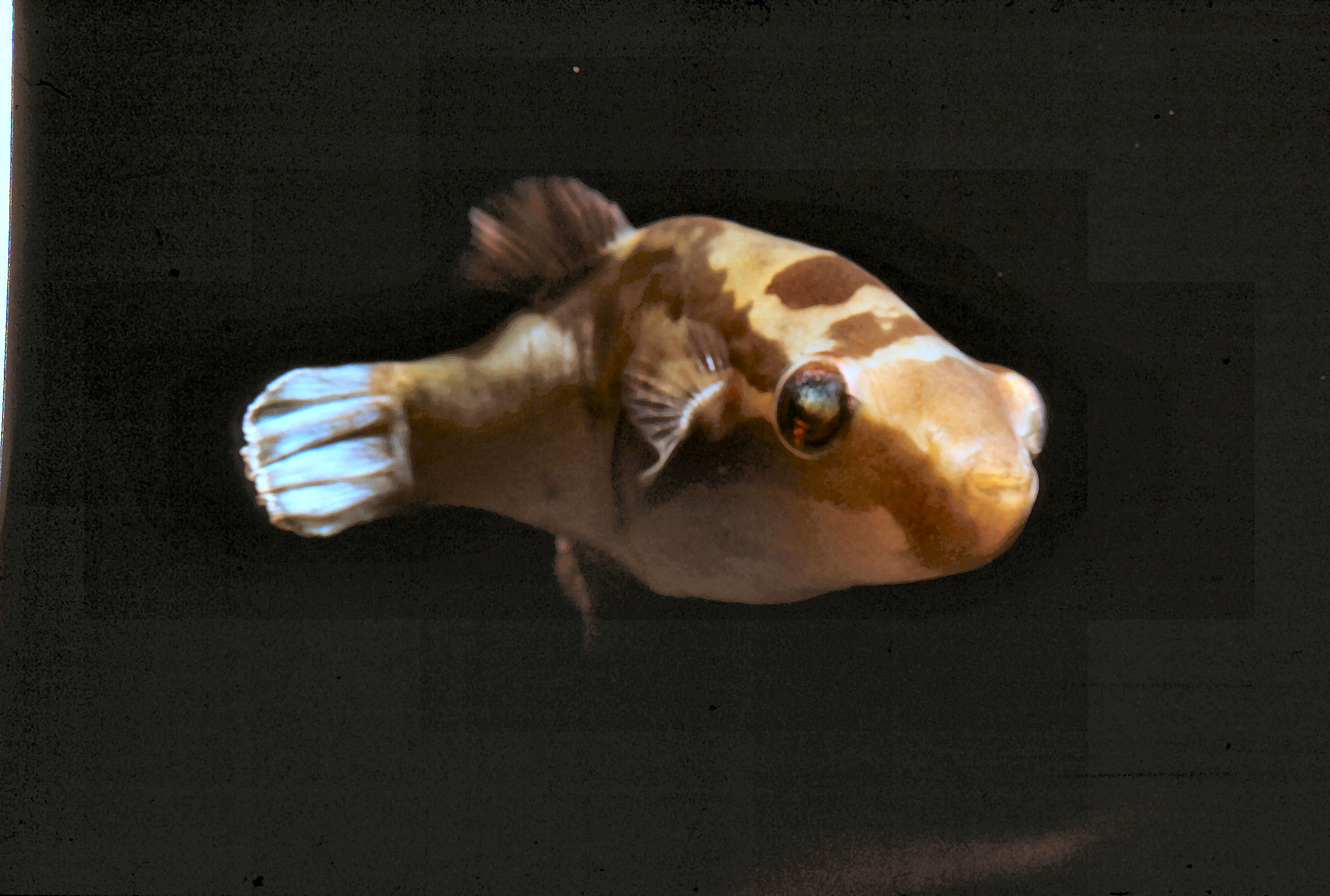 Kugelfische - Aquariumvorstellung - Süßwasser - IG-Meeresaquaristik