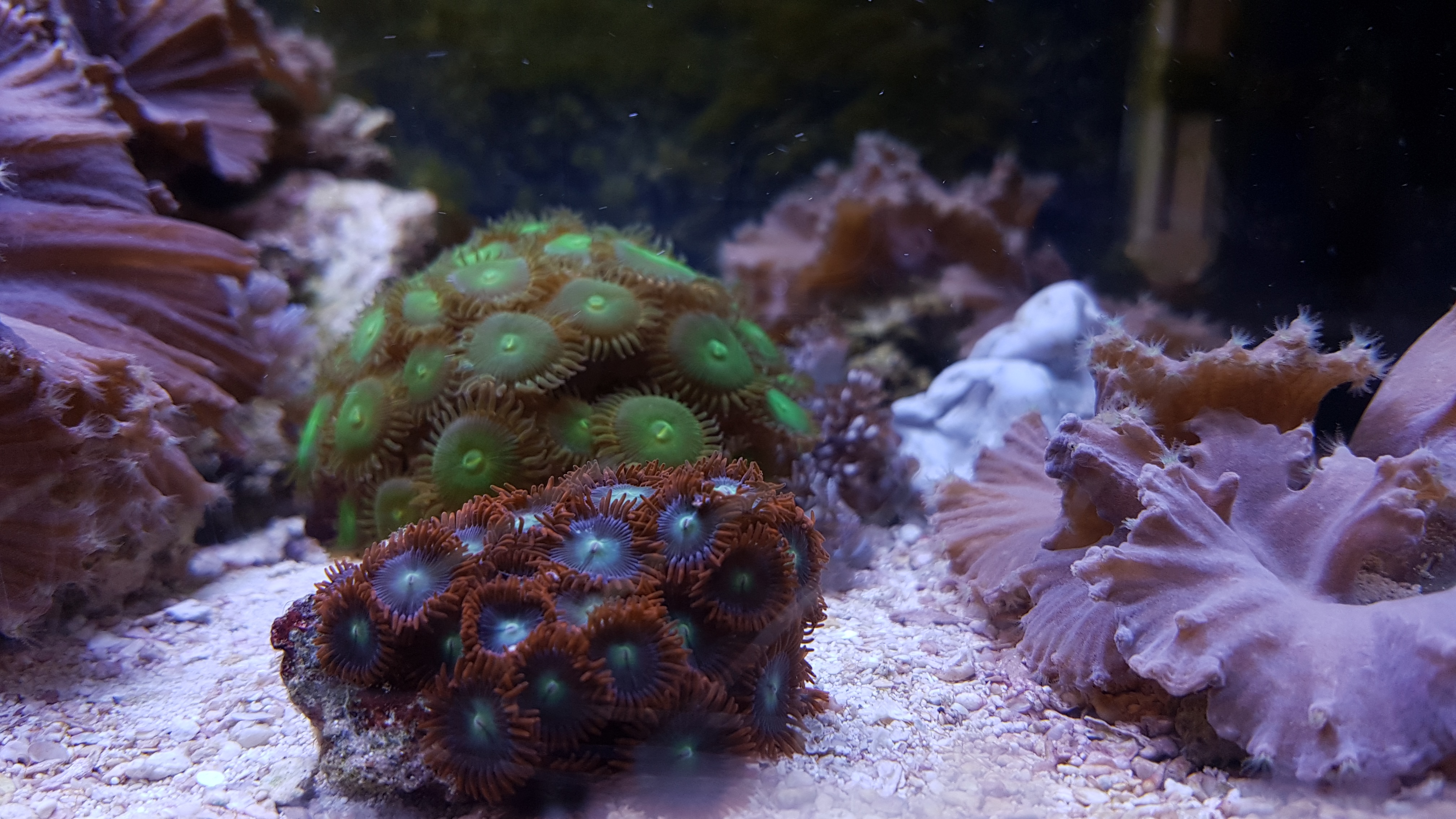54 L Büro Aquarium - Aquariumvorstellungen - Tropische Aquarien - IG