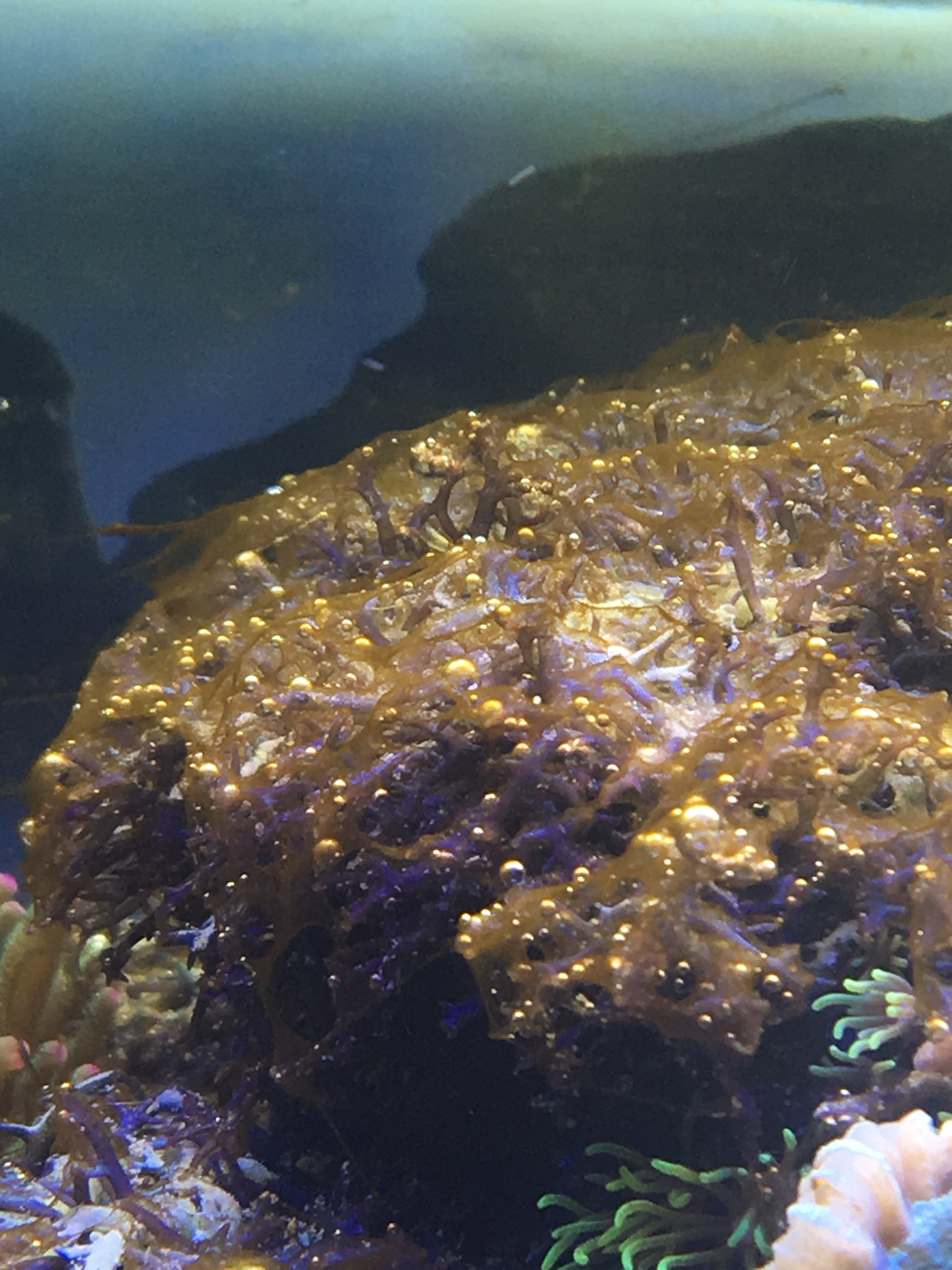 Dinoflagellaten In Zwei Becken Was Tun Plagegeister Krankheiten Naturliche Schadlingsbekampfung Ig Meeresaquaristik